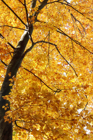 goldener Herbstwald